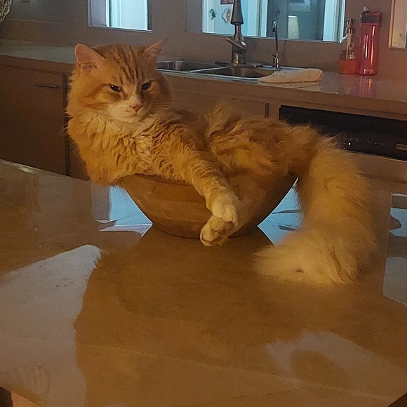 Meet your Posher, Cynthia - Picture 2 of 4